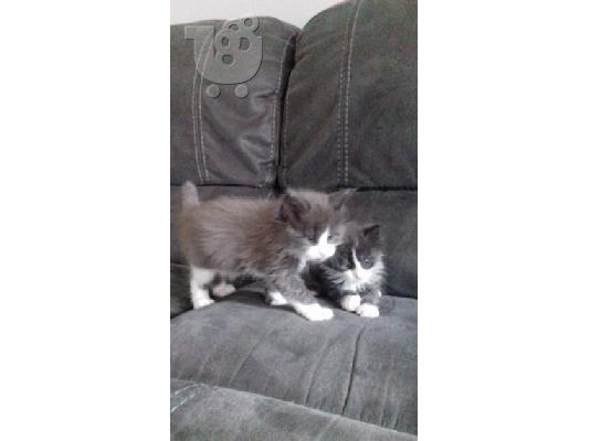 Maine Coon Kittens προς πώληση